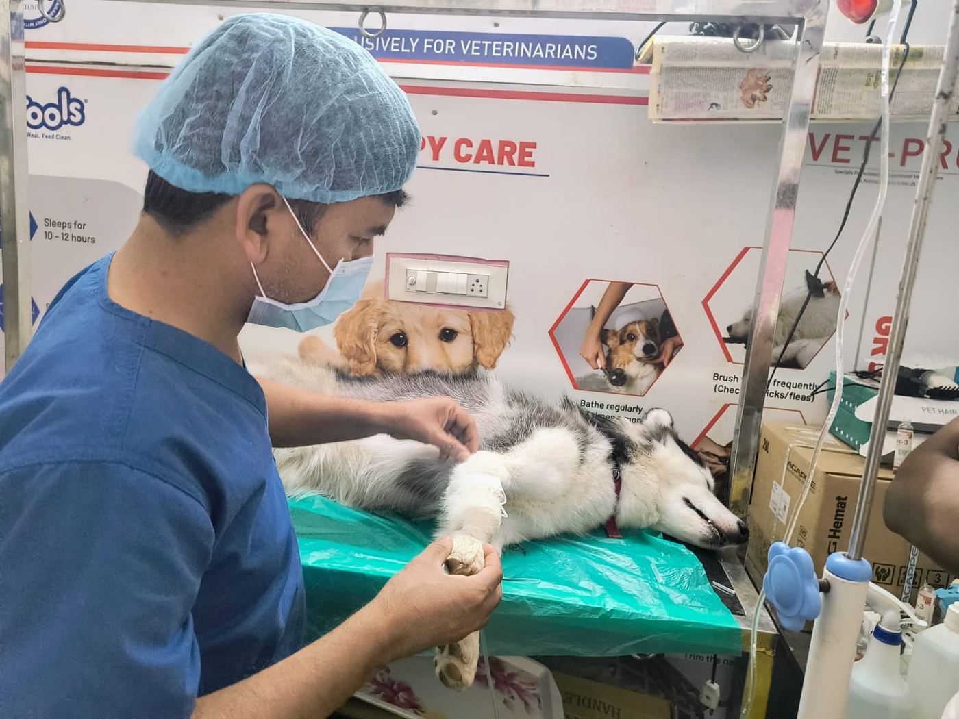 Vet bandaging a dog's paw after treatment