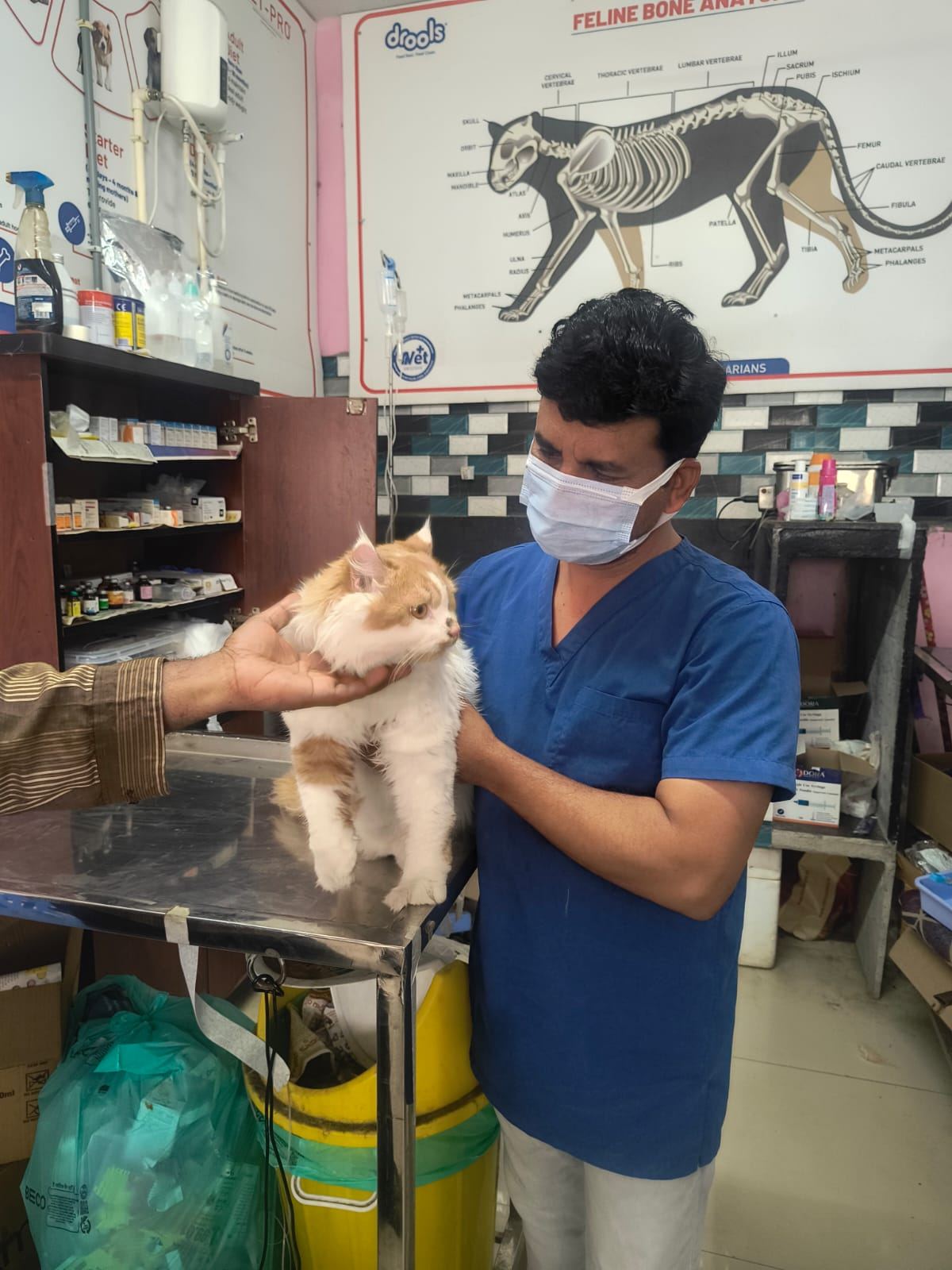 Vet holding a cat during examination