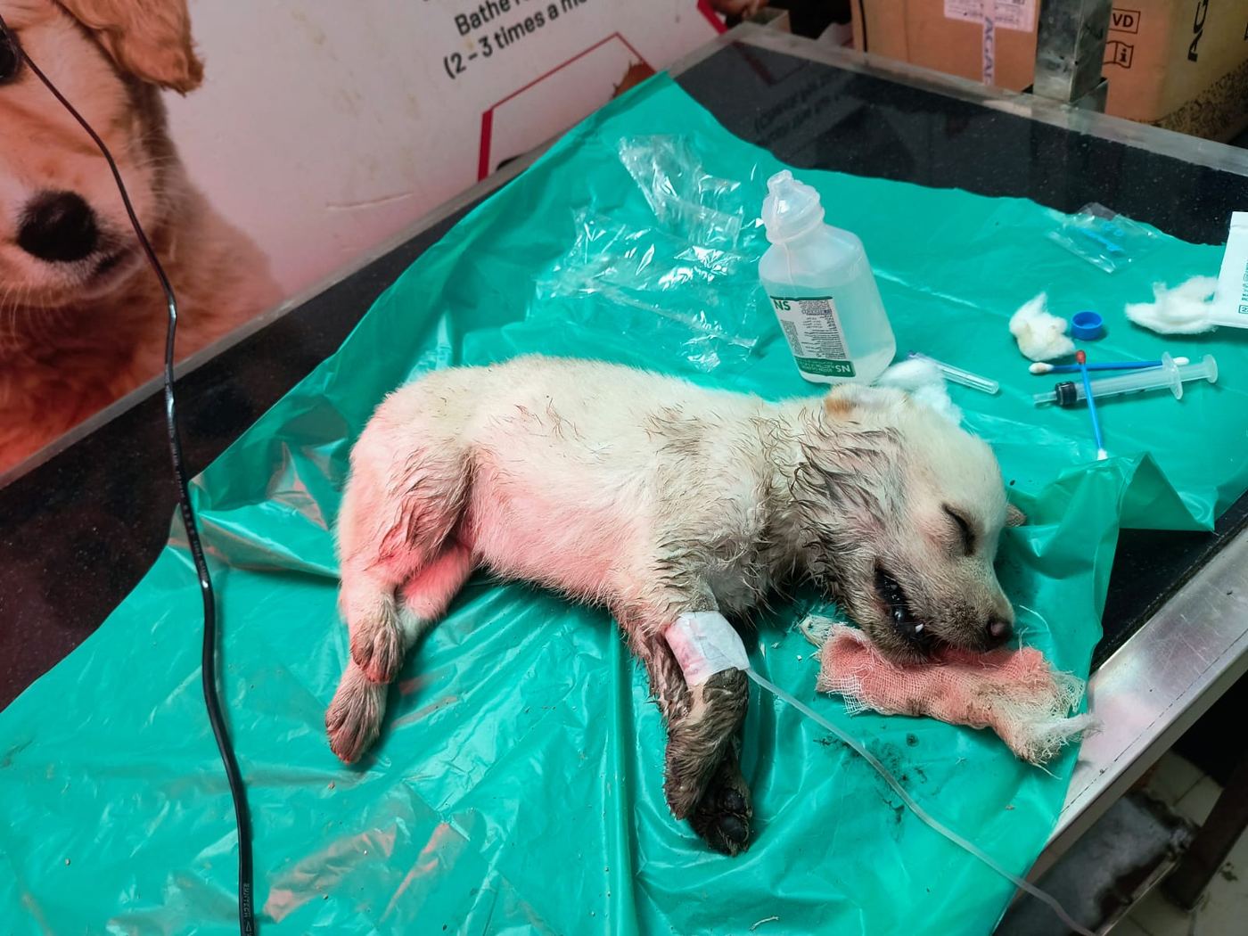 Newborn puppy receiving care at the clinic