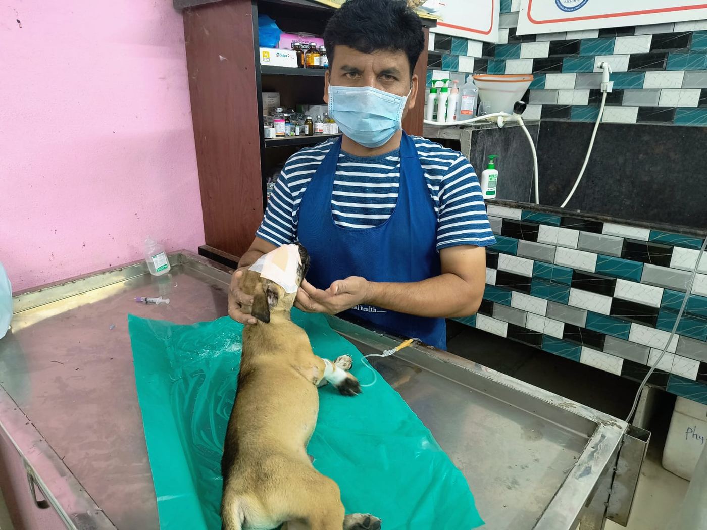 Post-treatment puppy care at the clinic