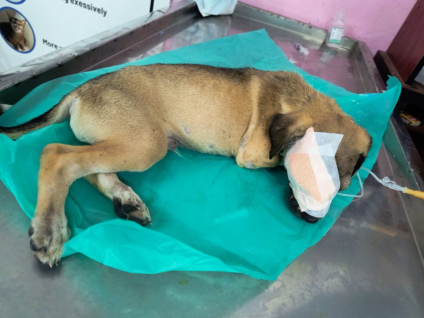Dog resting after treatment
