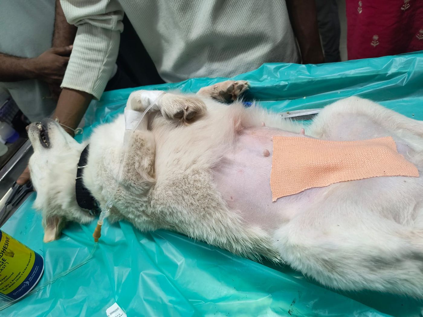 Dog resting with IV support after treatment