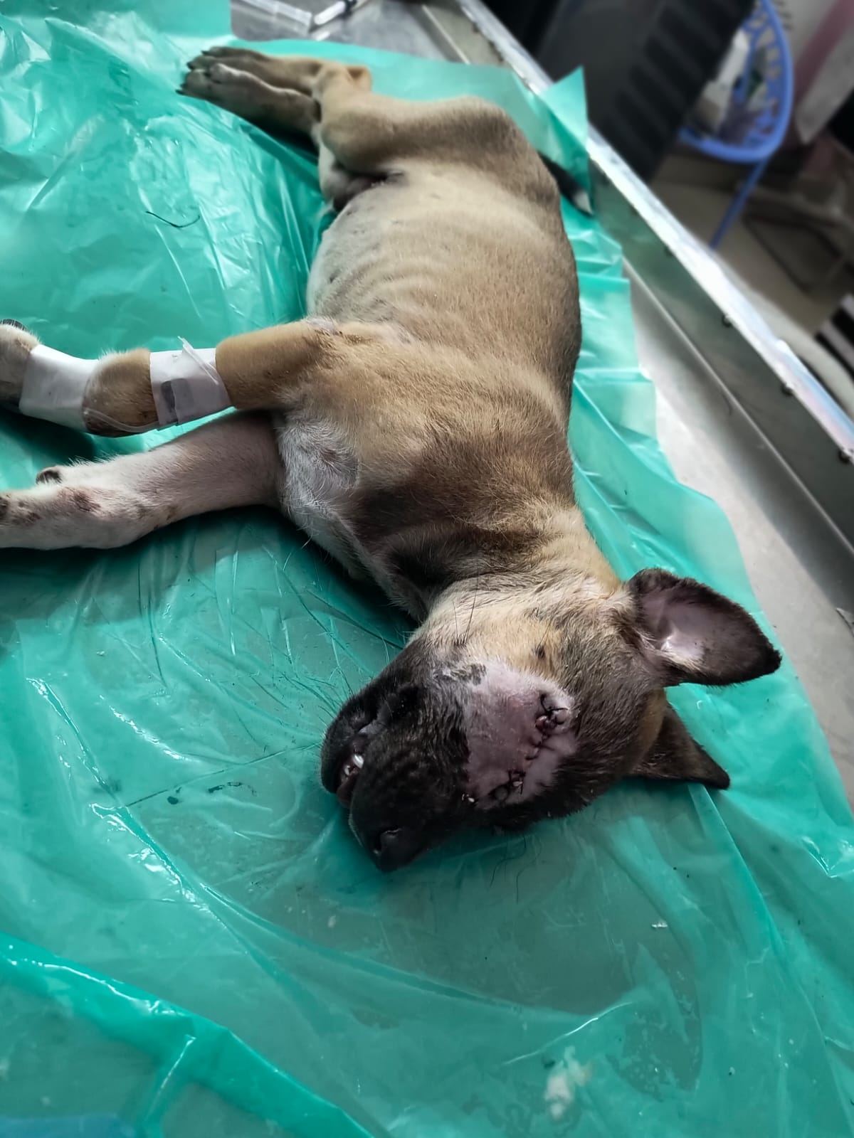 Dog recovering after ear treatment