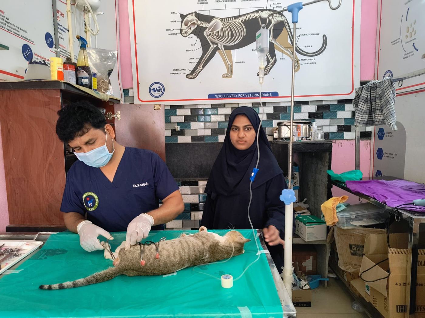 Surgical team treating a cat patient