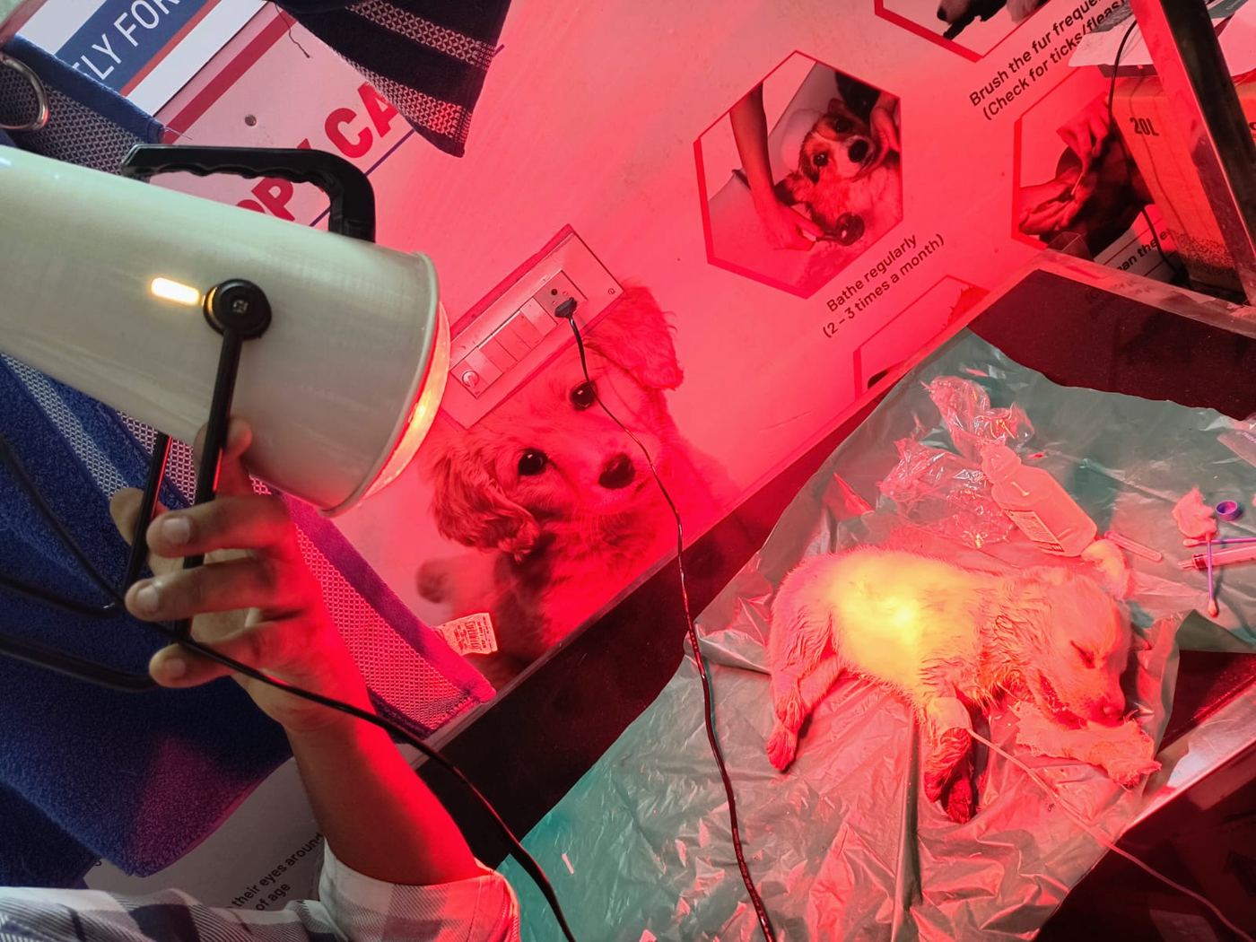 Puppy kept warm under a heat lamp
